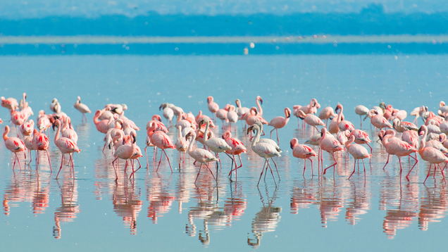 Illustration for article titled 9 Flamingo Pictures I Got For My Wife But Then I Remembered She Likes Peacocks, Not Flamingos